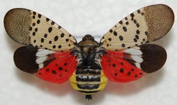 spotted lantern fly adult