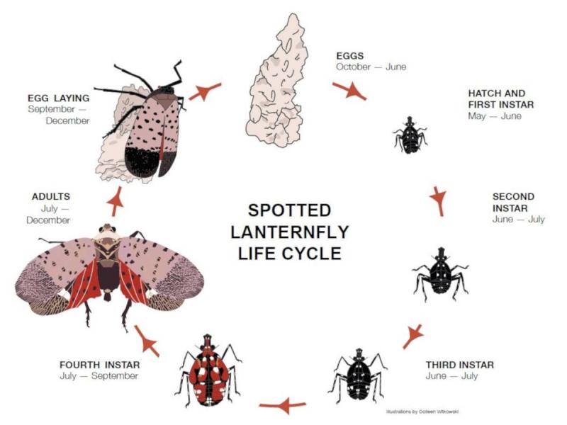 lifecycle of spotted lantern fly